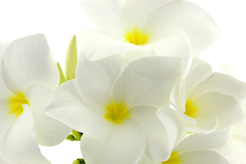 Fototapeta na wymiar białe kwiaty frangipani