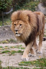 lion