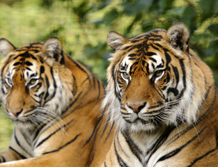 Sumatran Tiger