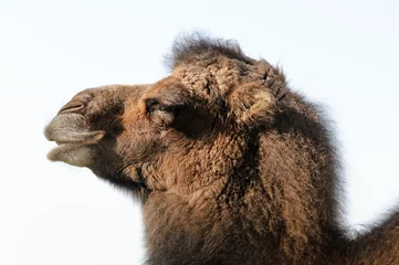 Foto op Plexiglas Bactrian Camel © Stephen Meese
