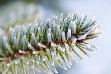 Frozen pine tree branch