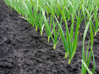 garlic plantation