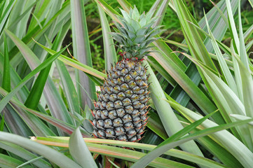 Pineapple Growing In The Farm
