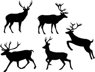 Silhouette of a deers