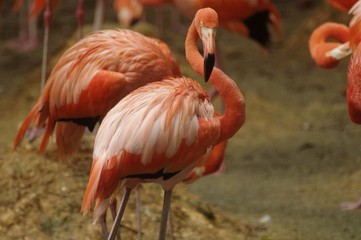 American Flamingos