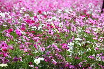 Fototapeta premium コスモス畑