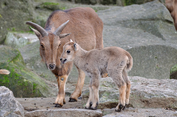 Steinbock mit Jungtier