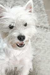 West highland white terrier