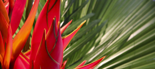 bird of paradise tropical flower