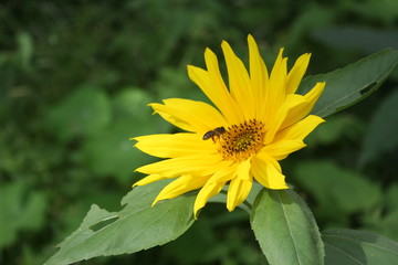 L'abeille sur la fleurs de La Réunion