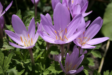 krokus