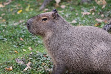 capybara