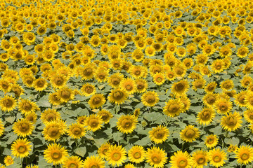 いちめんのヒマワリ畑