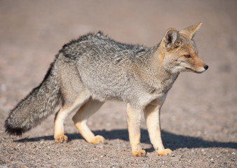 Naklejka na ściany i meble Patagonii szary fox (Dusicyon culpaeus)