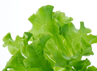 Foglia di insalata