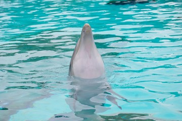 dauphin