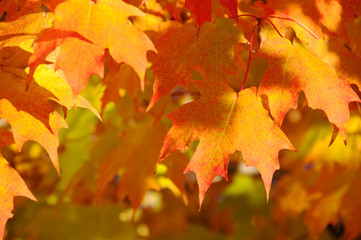 Naklejka na ściany i meble Golden Autumn Leaf Cover