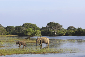 mother and baby elephant © emjay smith