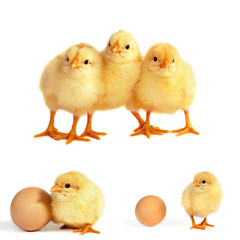 Chicks isolated on white, collage