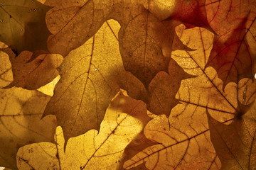 Autumn background.