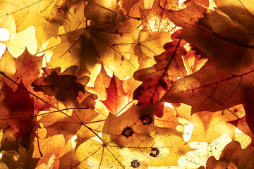 Autumn background.