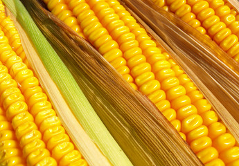 corn