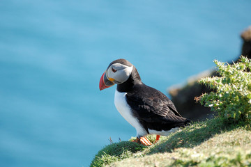 Puffin © wronaavd