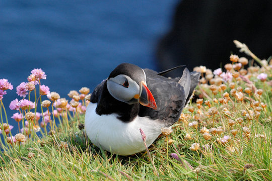Puffin