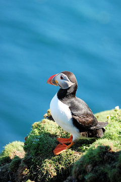 Puffin