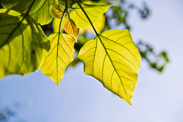 leaf on sky