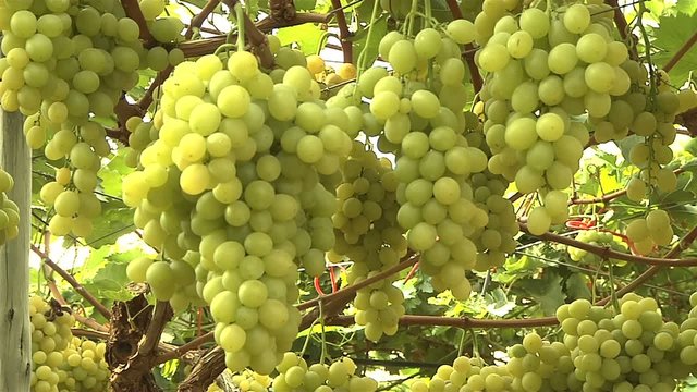 gr&uuml;ne Trauben am Baum