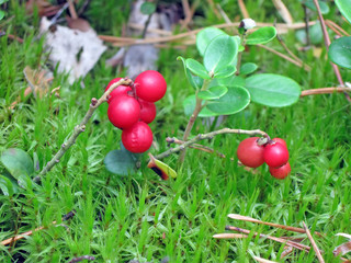 red foxberry on green forest grass, nature closeup, summer environment diversity