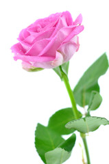 Fototapeta na wymiar Wet Pink Rose