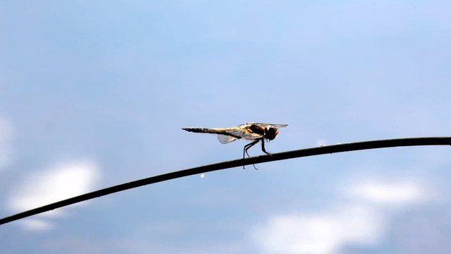Libelle vor dem Abflug