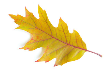 autumn maple leaf