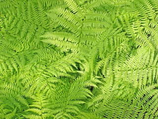 Green fern background