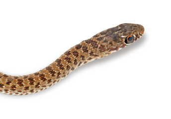 Close up of snake's head