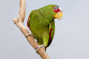 Naklejka premium Parrot Posing