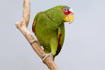 Foto op Plexiglas Parrot Posing © natspel