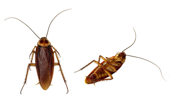 Roaches Isolated