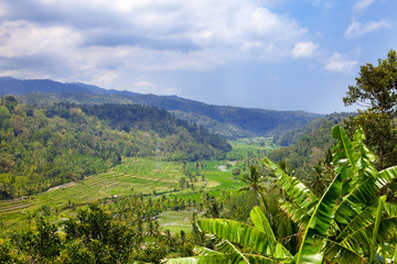 Tropical landscape. Indonesia. Bali.