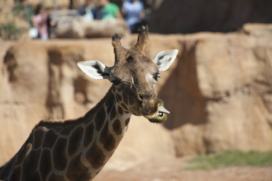 Jirafa masticando
