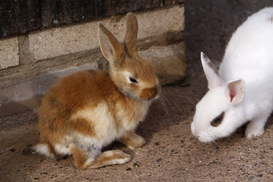 Kaninchen