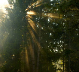 Fototapeta na wymiar Beautiful morning in the forest