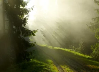 Tuinposter Beautiful morning in the forest © SJ Travel Footage