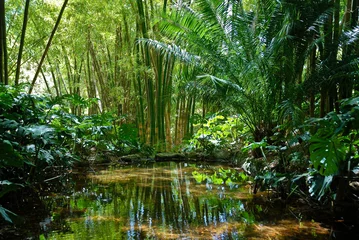 Papier Peint photo Lavable Bambou Jungle Paysage 2