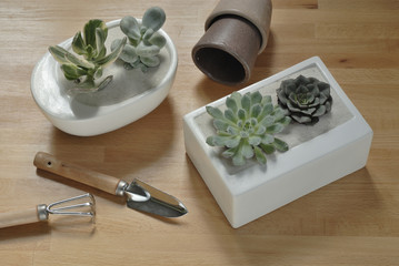 Crassula sp. / Pachyphytum oviferum / Echeveria
