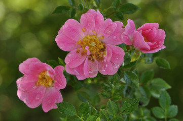 Fototapeta na wymiar Rosa x / Rose Eglantia