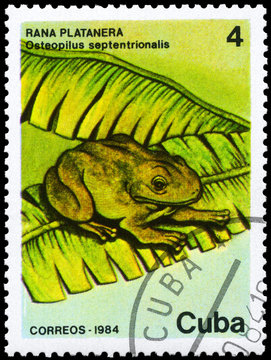 CUBA - CIRCA 1984 Frog