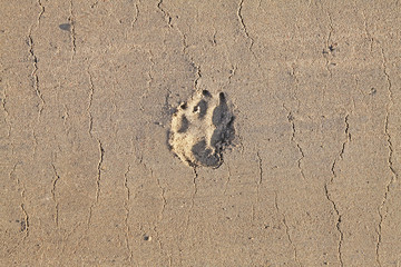 Footprint of an animal paw